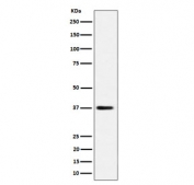Western blot testing of human HepG2 cell lysate with MRPS31 antibody. Predicted molecular weight ~45 kDa, commonly observed at ~38 kDa.