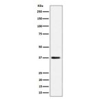MRPS31 Antibody 29M40 in Human HepG2 Liver Cancer Cells WB. Western blot testing of human HepG2 hepatocellular carcinoma cell lysate with MRPS31 Antibody 29M40 / Mitochondrial Ribosomal Protein S31 Antibody, clone 29M40. A specific band is observed at approximately 38 kDa. The predicted molecular weight of MRPS31 is approximately 45 kDa.