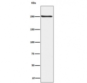 Phospho-mTOR Antibody HEK293 WB. Western blot analysis of human HEK293 cell lysate using phospho-mTOR antibody detecting mTOR phosphorylated at Ser2448, clone IFF-13. A band is detected at approximately 250-290 kDa, consistent with the predicted molecular weight of mTOR. The signal supports detection of phosphorylated mTOR in HEK293 cells, a commonly used model for pathway signaling studies.