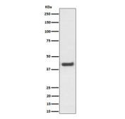 Western blot testing of human HepG2 cell lysate with MVK antibody. Predicted molecular weight ~42 kDa.