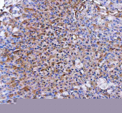 IHC staining of FFPE mouse stomach tissue with PGC antibody. HIER: boil tissue sections in pH8 EDTA for 20 min and allow to cool before testing.