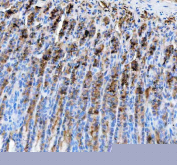 IHC staining of FFPE rat stomach tissue with PGC antibody. HIER: boil tissue sections in pH8 EDTA for 20 min and allow to cool before testing.