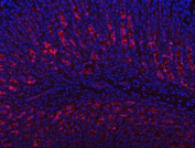 Immunofluorescent staining of FFPE rat stomach tissue with PGC antibody (red) and DAPI nuclear stain (blue). HIER: steam section in pH8 EDTA buffer for 20 min.