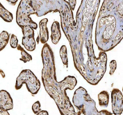 IHC staining of FFPE human placental tissue with SMIM8 antibody. HIER: boil tissue sections in pH8 EDTA for 20 min and allow to cool before testing.