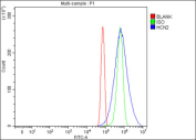 Flow cytometry testing of fixed mouse NIH 3T3 cells with Hcn2 antibody at 1ug/million cells (blocked with goat sera); Red=cells alone, Green=isotype control, Blue= Hcn2 antibody.