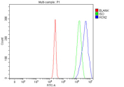 Flow cytometry testing of fixed mouse Neuro-2a cells with Hcn2 antibody at 1ug/million cells (blocked with goat sera); Red=cells alone, Green=isotype control, Blue= Hcn2 antibody.