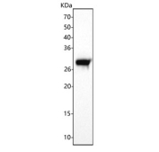Western blot analysis using RPE antibody. The predicted molecular weight of Ribulose-phosphate 3-epimerase is ~25 kDa. A band is observed at ~28 kDa in mouse liver lysates, consistent with tissue-dependent apparent migration of RPE on SDS-PAGE.