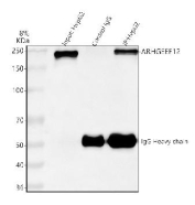 Immunoprecipitation of ARHGEF12 protein from 500ug of human HepG2 whole cell lysate with 2ug of ARHGEF12 antibody.