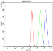 Flow cytometry testing of fixed and permeabilized human A549 cells with AqCbl reductase antibody at 1ug/million cells (blocked with goat sera); Red=cells alone, Green=isotype control, Blue= AqCbl reductase antibody.