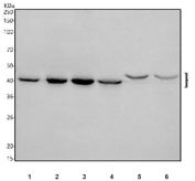 Western blot testing of 1) human HeLa, 2) human Jurkat, 3) human K562, 4) human ThP-1, 5) rat liver and 6) mouse liver tissue lysate with PDCD2 antibody. Expected molecular weight: 39-45 kDa.