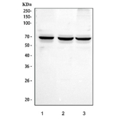 Western blot testing of human 1) PC-3, 2) HepG2 and 3) A549 cell lysate with STXBP4 antibody. Predicted molecular weight ~62 kDa.