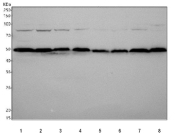 Western blot testing of 1) human HepG2, 2) human RT-4, 3) human MCF7, 4) human Jurkat, 5) rat C6, 6) rat PC-12, 7) mouse RAW264.7 and 8) mouse Neuro-2a cell lysate with PABPN1 antibody. Predicted molecular weight ~35 kDa, but the protein is commonly observed at ~50 kDa due to its acidic, low-SDS-binding N-terminus and arginine-rich C-terminus.