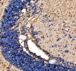 Zebrafish Ago4 Antibody Cerebellum IHC. Immunohistochemical analysis of Zebrafish Ago4 using Zebrafish Ago4 antibody and zebrafish cerebellum tissue. HIER: steam section in pH8 EDTA buffer for 20 min.