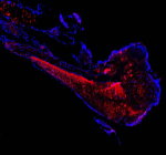Zebrafish Cct3 Antibody Embryo IF. Immunofluorescent analysis of Cct3 protein using Zebrafish Cct3 antibody (red) and DAPI nuclear stain (blue) with zebrafish embryo tissue. HIER: boil tissue sections in pH8 EDTA for 20 min and allow to cool before testing.