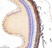 Zebrafish Actin-related protein 2 Antibody Retina IHC. Immunohistochemistry staining of FFPE zebrafish retina tissue with Zebrafish Actin-related protein 2 antibody. HIER: boil tissue sections in pH8 EDTA for 20 min and allow to cool before testing.