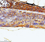 Zebrafish Rac1 Antibody Kidney IHC. Immunohistochemistry staining of FFPE zebrafish kidney tissue with Zebrafish Rac1 antibody. HIER: boil tissue sections in pH8 EDTA for 20 min and allow to cool before testing.