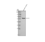 Zebrafish Klhl12 Antibody WB. Western blot analysis of Klhl12 protein using Klhl12 antibody and zebrafish embryo tissue lysate. The predicted molecular weight of Klhl12 is ~63 kDa.