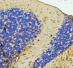 Zebrafish C9orf72 Antibody Brain IHC. Immunohistochemical analysis of C9orf72 protein using C9orf72 antibody and paraffin-embedded zebrafish brain tissue. HIER: boil tissue sections in pH8 EDTA for 20 min and allow to cool before testing.
