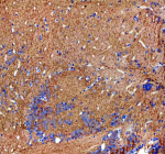 Zebrafish Cope Antibody Brain IHC. Immunohistochemical analysis of Cope protein using Zebrafish Cope antibody and paraffin-embedded zebrafish brain tissue. HIER: boil tissue sections in pH8 EDTA for 20 min and allow to cool before testing.