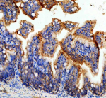 Zebrafish Cope Antibody Colon IHC. Immunohistochemical analysis of Cope protein using Zebrafish Cope antibody and paraffin-embedded zebrafish colon tissue. HIER: boil tissue sections in pH8 EDTA for 20 min and allow to cool before testing.