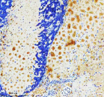 Zebrafish Pgk1 Antibody Brain IHC. Immunohistochemistry staining of FFPE zebrafish brain tissue with Zebrafish Pgk1 antibody. HIER: boil tissue sections in pH8 EDTA for 20 min and allow to cool before testing.