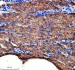 Zebrafish Idh3b Antibody Pancreas IHC. Immunohistochemical analysis of Idh3b protein using Zebrafish Idh3b antibody and paraffin-embedded zebrafish pancreas tissue. HIER: boil tissue sections in pH8 EDTA for 20 min and allow to cool before testing.