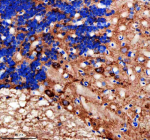 Zebrafish Idh3b Antibody Cerebellum IHC. Immunohistochemical analysis of Idh3b protein using Zebrafish Idh3b antibody and paraffin-embedded zebrafish cerebellum tissue. HIER: boil tissue sections in pH8 EDTA for 20 min and allow to cool before testing.