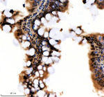 Zebrafish Hnrnpa1 Antibody Colon IHC. Immunohistochemical analysis of Hnrnpa1a/b protein using Zebrafish Hnrnpa1 antibody and paraffin-embedded zebrafish colon tissue. HIER: boil tissue sections in pH8 EDTA for 20 min and allow to cool before testing.
