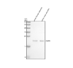 Zebrafish Rab10 Antibody WB. Western blot analysis of Rab10 protein using Zebrafish Rab10 antibody and 1) whole female zebrafish and 2) 1) whole male zebrafish tissue lysate. Predicted molecular weight ~22 kDa.