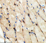 Zebrafish Hnrnpd Antibody Muscle IHC. Immunohistochemistry staining of FFPE zebrafish muscle tissue with Zebrafish Hnrnpd antibody. HIER: boil tissue sections in pH8 EDTA for 20 min and allow to cool before testing.