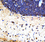 Zebrafish Srsf1 Antibody Brain IHC. Immunohistochemical analysis of Srsf1a/b protein using Zebrafish Srsf1 antibody and paraffin-embedded zebrafish brain tissue. HIER: boil tissue sections in pH8 EDTA for 20 min and allow to cool before testing.