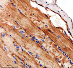 Zebrafish Lims1 Antibody Skeletal Muscle IHC. Immunohistochemical analysis of Lims1 protein using Zebrafish Lims1 antibody and paraffin-embedded zebrafish muscle tissue. HIER: boil tissue sections in pH8 EDTA for 20 min and allow to cool before testing.