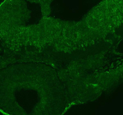 Zebrafish Ints12 Antibody Embryo IF. Immunofluorescent staining of FFPE zebrafish embryo tissue with Zebrafish Ints12 antibody (green). HIER: steam section in pH8 EDTA buffer for 20 min.