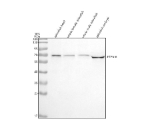 Zebrafish Shp2 Antibody WB. Western blot analysis of Shp2/PTPN11 protein using Zebrafish Shp2 antibody and 1) zebrafish head 2) whole female zebrafish, 3) whole male zebrafish and 4) zebrafish embryo tissue lysate. Expected molecular weight ~68 kDa.
