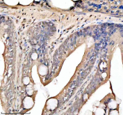 Zebrafish Hdac1 Antibody Colon IHC. Immunohistochemical analysis of Hdac1 protein using Zebrafish Hdac1 antibody and paraffin-embedded zebrafish colon tissue. HIER: boil tissue sections in pH8 EDTA for 20 min and allow to cool before testing.