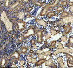 Zebrafish Atp5b Antibody Kidney IHC. Immunohistochemistry staining of FFPE zebrafish kidney tissue with Zebrafish Atp5b antibody. HIER: boil tissue sections in pH8 EDTA for 20 min and allow to cool before testing.