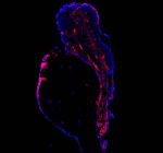 Zebrafish Atp5b Antibody Embryo IF. Immunofluorescent staining of FFPE zebrafish embryo tissue with Zebrafish Atp5b antibody (red) and DAPI nuclear stain (blue). HIER: steam section in pH8 EDTA buffer for 20 min.