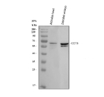 Zebrafish Cct5 Antibody WB. Western blot analysis of Zebrafish Cct5 protein using Zebrafish Cct5 antibody with 1) zebrafish head and 2) zebrafish embryo tissue lysate. Predicted molecular weight ~59 kDa.