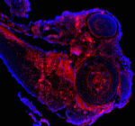 Zebrafish Cask Antibody Embryo IF. Immunofluorescent analysis of Cask protein using Zebrafish Cask antibody (red) and DAPI nuclear stain (blue) with zebrafish embryo tissue. HIER: boil tissue sections in pH8 EDTA for 20 min and allow to cool before testing