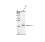 Zebrafish Sumo Antibody WB. Western blot analysis of Sumo2/3/3b/3L protein using Sumo antibody and zebrafish embryo tissue lysate. The predicted molecular weight of Sumo2/3/3b/3L is 12 kDa, but it is commonly observed at 15-17 kDa.