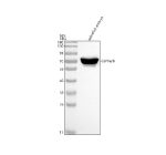 Zebrafish Clpx Antibody WB. Western blot analysis of Clpxa/b protein using Zebrafish Clpx antibody and zebrafish embryo tissue lysate. The predicted molecular weight of Clpxa/b is ~68 kDa.