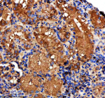 Zebrafish Metap2 Antibody Kidney IHC. Immunohistochemical analysis of Metap2a/b protein using Zebrafish Metap2 antibody and paraffin-embedded zebrafish kidney tissue. HIER: boil tissue sections in pH8 EDTA for 20 min and allow to cool before testing.