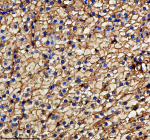 Zebrafish Metap2 Antibody Liver IHC. Immunohistochemical analysis of Metap2a/b protein using Zebrafish Metap2 antibody and paraffin-embedded zebrafish liver tissue. HIER: boil tissue sections in pH8 EDTA for 20 min and allow to cool before testing.