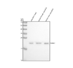 Zebrafish DJ-1 Antibody WB. Western blot analysis of DJ-1/PARK7 protein using Zebrafish DJ-1 antibody and 1) zebrafish head, 2) whole female zebrafish and 3) whole male zebrafish tissue lysate. Expected molecular weight ~20 kDa.