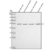 Zebrafish Integrin-linked kinase Antibody WB. Western blot analysis of Integrin-linked kinase protein using Integrin-linked kinase antibody and 1) zebrafish head, 2) whole female zebrafish, 3) whole male zebrafish and 4) zebrafish embryo tissue lysate. Expected molecular weight: 51-59 kDa.