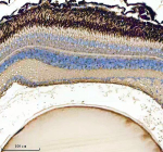 Zebrafish Gnb1 antibody zebrafish eye tissue IHC. Immunohistochemistry staining of FFPE zebrafish eye tissue with Zebrafish Gnb1 antibody. HIER: boil tissue sections in pH8 EDTA for 20 min and allow to cool before testing.