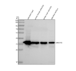 Zebrafish Gnb1 Antibody WB. Western blot analysis of Gnb1/1b protein using Zebrafish Gnb1 antibody and 1) zebrafish head, 2) whole female zebrafish, 3) whole male zebrafish and 4) zebrafish embryo tissue lysate. Expected molecular weight ~37 kDa.