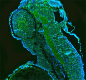 Zebrafish Gnb1 Antibody IF staining in embryo tissue. Immunofluorescence imaging of Gnb1 / GNB1 expression in Danio rerio embryo using zebrafish Gnb1 antibody. FFPE zebrafish embryo sections display diffuse cytoplasmic and peripheral membrane fluorescence (green) across developing tissues, reflecting the role of guanine nucleotide-binding protein beta subunit in intracellular signaling networks. Nuclear counterstaining with DAPI (blue) defines tissue morphology and cellular distribution. The staining pattern highlights the utility of zebrafish antibody-based immunofluorescence for analyzing protein expression and signaling dynamics during embryogenesis.