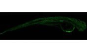 Zebrafish Gnb1 Antibody IF. Immunofluorescent staining of FFPE zebrafish embryo tissue with Zebrafish Gnb1 antibody. HIER: steam section in pH8 EDTA buffer for 20 min.