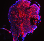 Zebrafish Eif4a2 Antibody Embryo IF. Immunofluorescent analysis of Eif4a2 protein using Zebrafish Eif4a2 antibody (red) and DAPI nuclear stain (blue). HIER: steam section in pH8 EDTA buffer for 20 min.